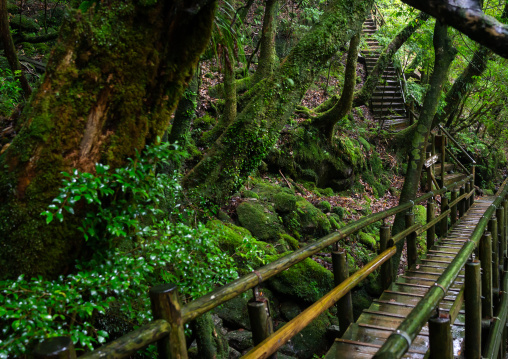 Yakusugi land path, Kagoshima Prefecture, Yakushima, Japan