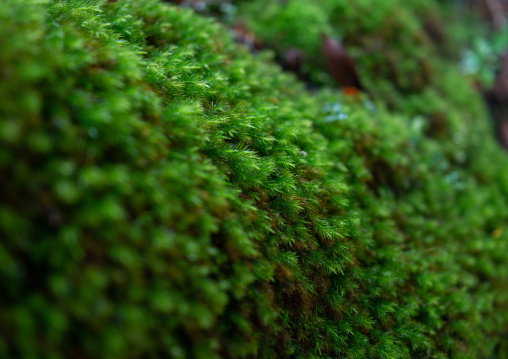 Moss in Yakusugi land, Kagoshima Prefecture, Yakushima, Japan