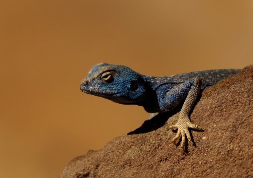 Blue Lizard On Rocks, Petra, Jordan