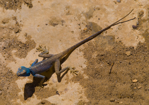 Blue Lizard On Rocks, Petra, Jordan
