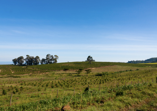 Farm in the countryside, Rift Valley Province, Lake Nakuru, Kenya