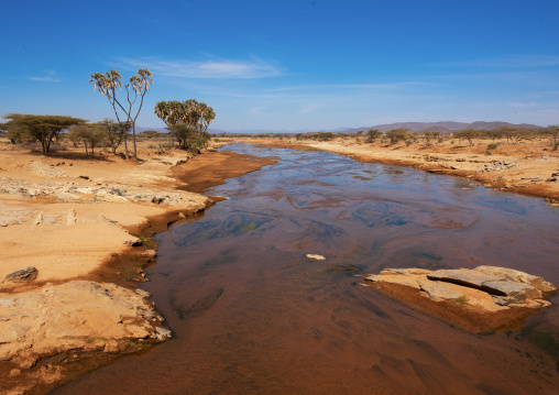Wasoniro river with acacia trees, Laikipia County, Mount Kenya, Kenya