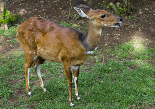 Bush buck at the mount kenya animal orphanage, Laikipia county, Mount kenya, Kenya