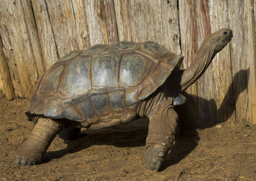 Turtle at the mount kenya animal orphanage, Laikipia county, Mount kenya, Kenya