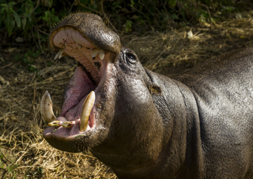 Pygmy hippopotamus with open month, Laikipia county, Mount kenya, Kenya
