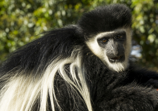 Mantled colobus (colobus guereza), Laikipia county, Mount kenya, Kenya