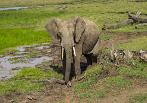 African elephant (loxodonta africana), Laikipia county, Mount keny, Kenya