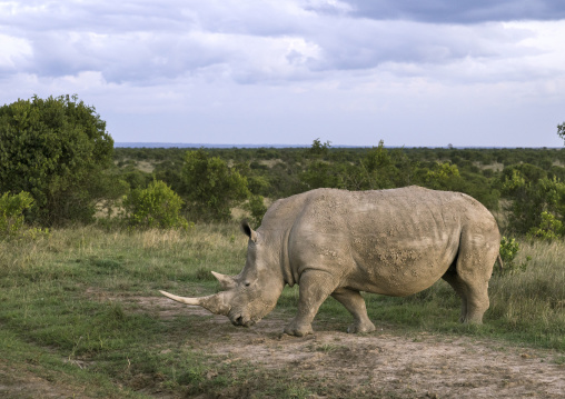 A black rhino (diceros bicornis) eats grass, Laikipia county, Ol pejeta, Kenya