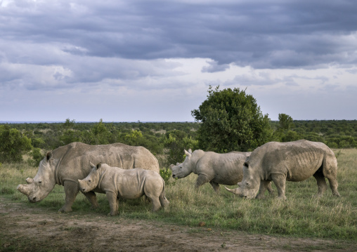 Black rhinos (diceros bicornis), Laikipia county, Ol pejeta, Kenya