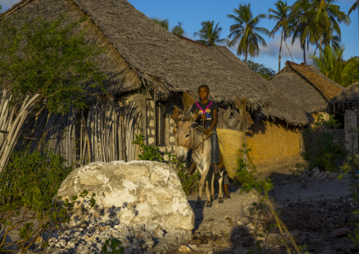 Child riding a donkey, Lamu county, Matondoni, Kenya