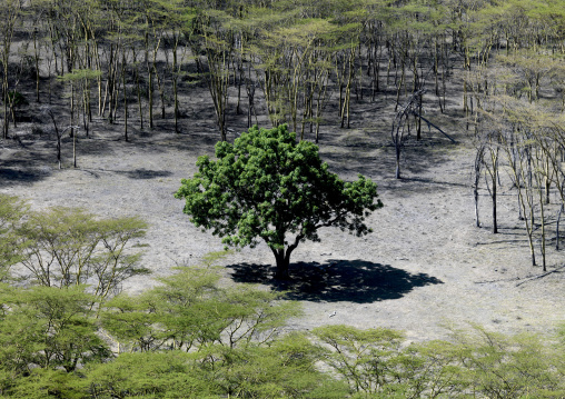 High angle view of a tree, Rift Valley Province, Lake Nakuru, Kenya