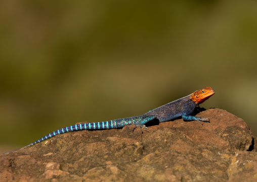 Side view of an Agama (Agama agama), Rift Valley Province, Lake Nakuru, Kenya