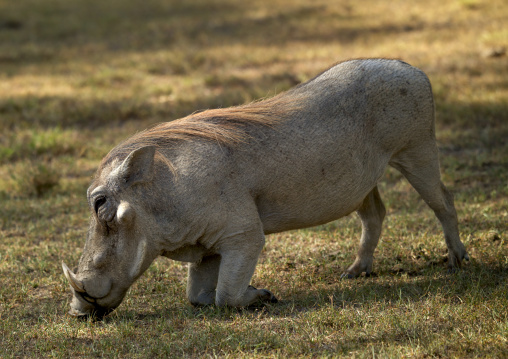 Cape warthog (phacochoerus aethiopicus), Laikipia county, Mount kenya, Kenya