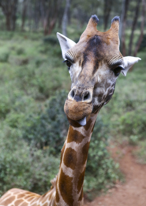 Giraffe (giraffa camelopardalis rothschildi) at giraffe center, Nairobi county, Nairobi, Kenya