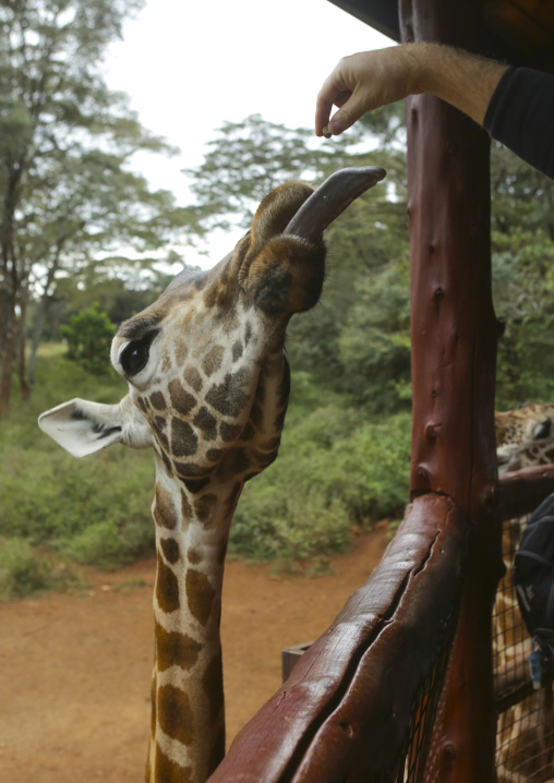Giraffe (giraffa camelopardalis rothschildi) at giraffe center, Nairobi county, Nairobi, Kenya
