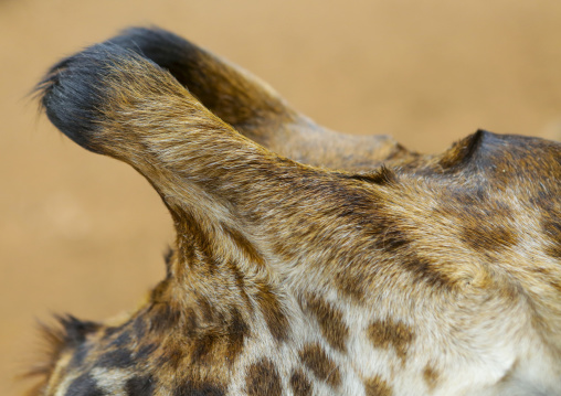 Giraffe (giraffa camelopardalis rothschildi) at giraffe center, Nairobi county, Nairobi, Kenya
