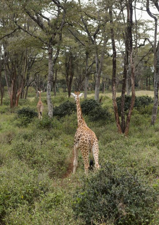 Giraffe (giraffa camelopardalis rothschildi) at giraffe center, Nairobi county, Nairobi, Kenya