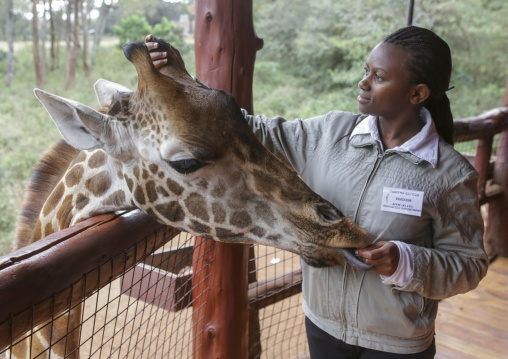 Giraffe (giraffa camelopardalis rothschildi) at giraffe center, Nairobi county, Nairobi, Kenya