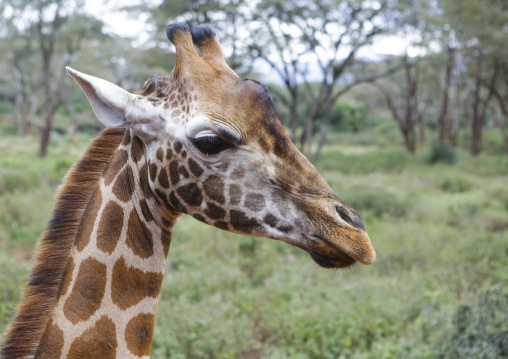 Giraffe (giraffa camelopardalis rothschildi) at giraffe center, Nairobi county, Nairobi, Kenya
