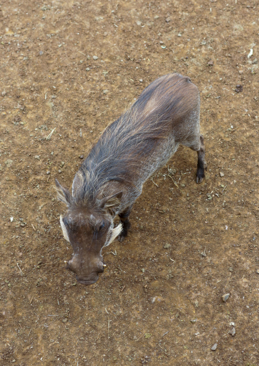 Cape warthog (phacochoerus aethiopicus), Nairobi county, Nairobi, Kenya
