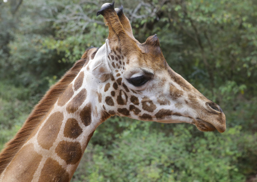 Giraffe (giraffa camelopardalis rothschildi) head at giraffe center, Nairobi county, Nairobi, Kenya