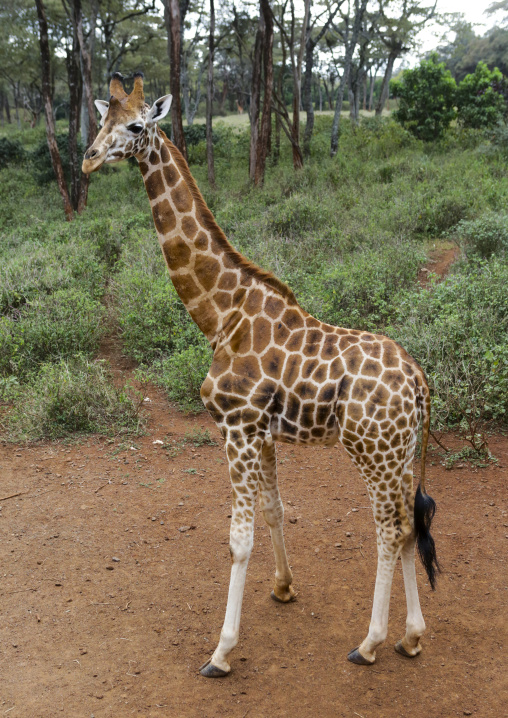 Giraffe (giraffa camelopardalis rothschildi) at giraffe center, Nairobi county, Nairobi, Kenya