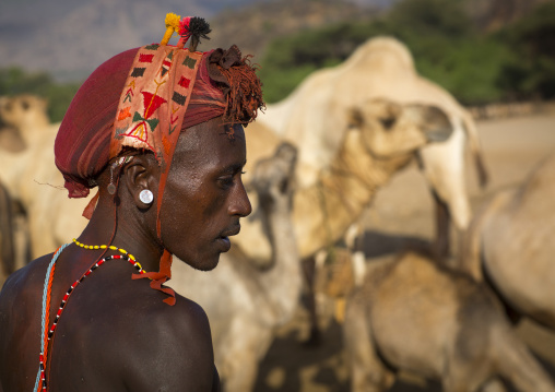 Rendille tribesman with his camels, Marsabit district, Ngurunit, Kenya