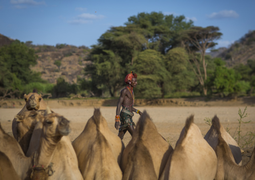 Rendille tribesman with his camels, Marsabit district, Ngurunit, Kenya