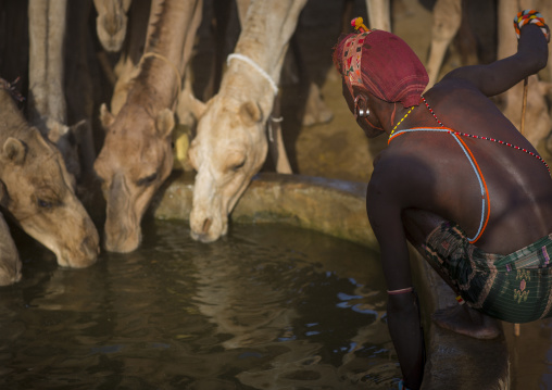 Rendille tribesman with his camels, Marsabit district, Ngurunit, Kenya