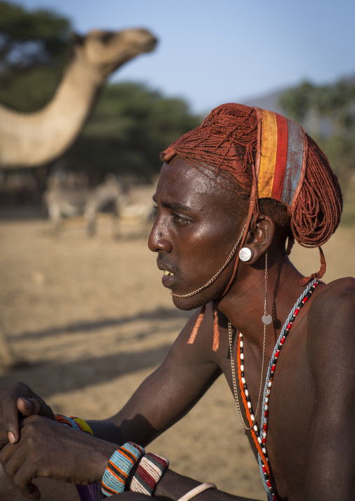 Rendille tribesman with his camels, Marsabit district, Ngurunit, Kenya