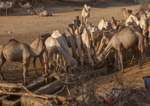 Camels of rendille tribe drinking water from a singing well, Marsabit district, Ngurunit, Kenya