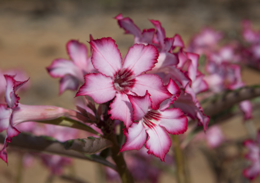 Bottle tree (pachypodium rosulatum) flowering, Marsabit district, Ngurunit, Kenya