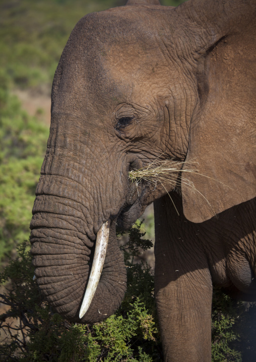 African elephant (loxodonta africana) eating grass, Samburu county, Samburu national reserve, Kenya