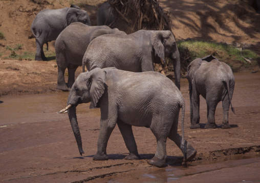 African elephants (loxodonta africana), Samburu county, Samburu national reserve, Kenya