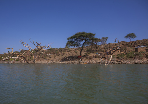 Trees covered by increased water, Baringo county, Baringo, Kenya