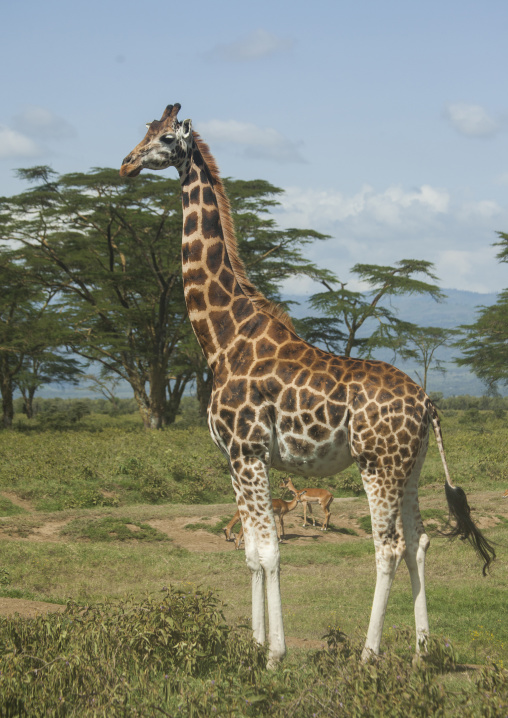 Rothchild's giraffe (giraffa camelopardalis), Nakuru district of the rift valley province, Nakuru, Kenya