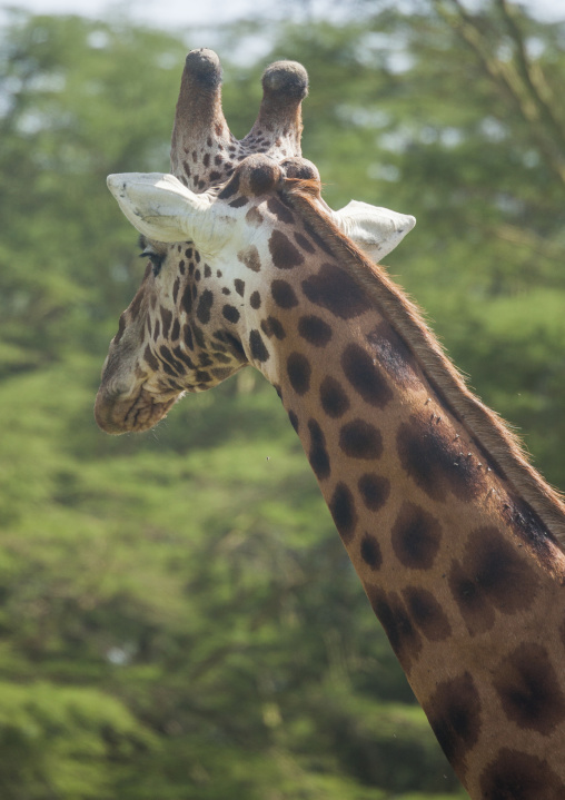 Rothchild's giraffe (giraffa camelopardalis), Nakuru district of the rift valley province, Nakuru, Kenya