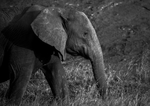 African elephant (loxodonta africana), Rift valley province, Maasai mara, Kenya