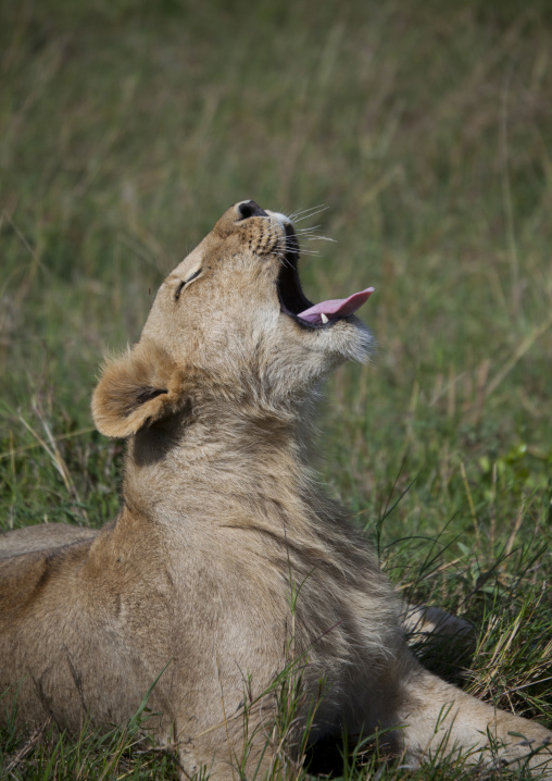 Lioness (panthera leo) cub roaring, Rift valley province, Maasai mara, Kenya