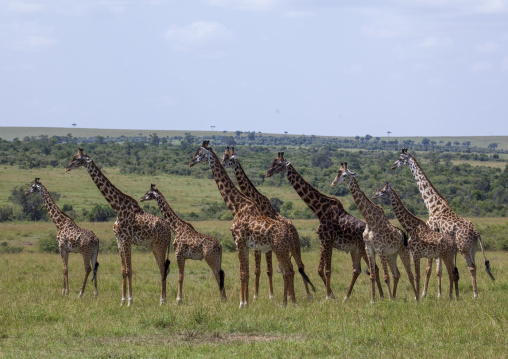 Group of giraffes (giraffa camelopardalis), Rift valley province, Maasai mara, Kenya