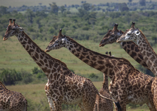 Group of giraffes (giraffa camelopardalis), Rift valley province, Maasai mara, Kenya