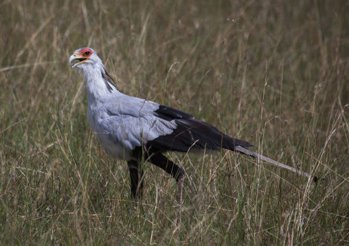 Secretary bird (sagittarius serpentarius), Rift valley province, Maasai mara, Kenya