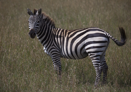 Burchells zebra (equus burchellii), Rift valley province, Maasai mara, Kenya