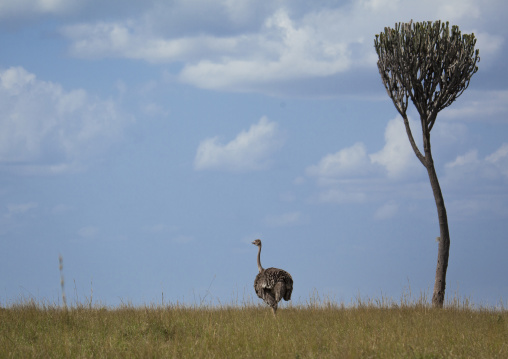 Adult female ostrich (struthio camelus), Rift valley province, Maasai mara, Kenya