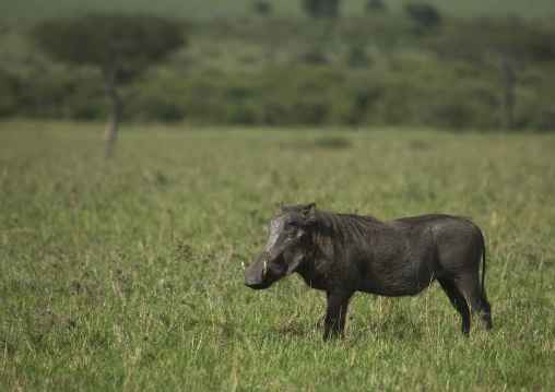 Cape warthog (phacochoerus aethiopicus), Rift valley province, Maasai mara, Kenya
