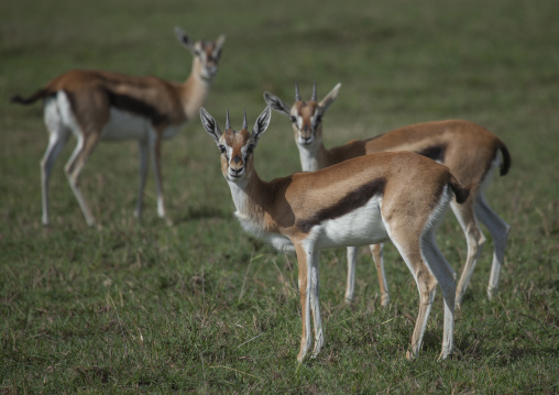 Thomson's gazelle (gazella thomsonii), Rift valley province, Maasai mara, Kenya