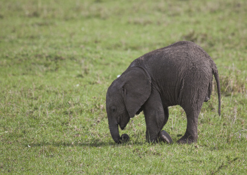 African elephant (loxodonta africana), Rift valley province, Maasai mara, Kenya