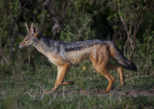 Young black-backed jackal (silver-backed jackal), Rift valley province, Maasai mara, Kenya