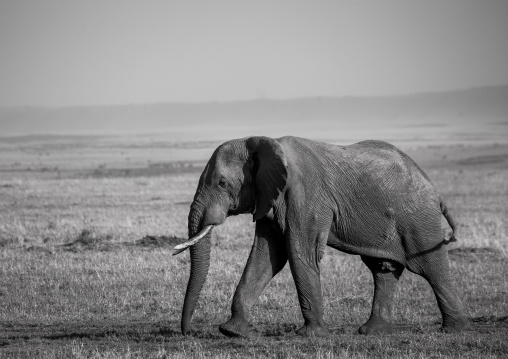 African elephant (loxodonta africana), Rift valley province, Maasai mara, Kenya