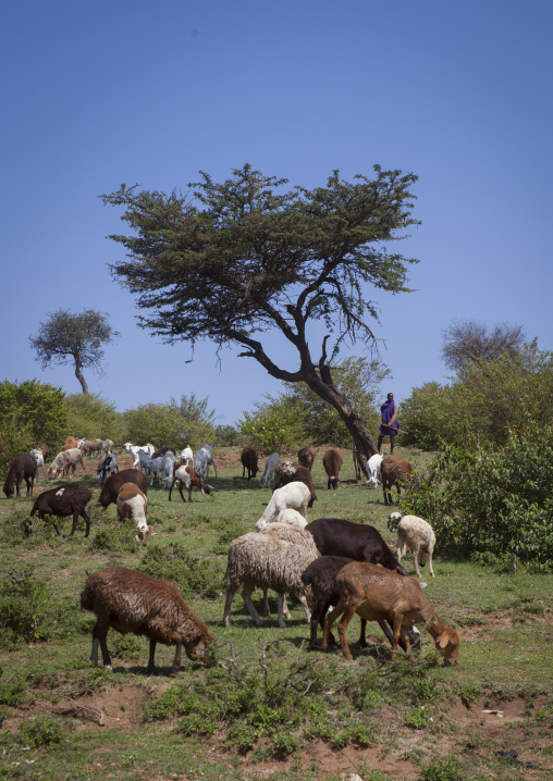 Maasai sheperd with sheeps, Nakuru county, Nakuru, Kenya